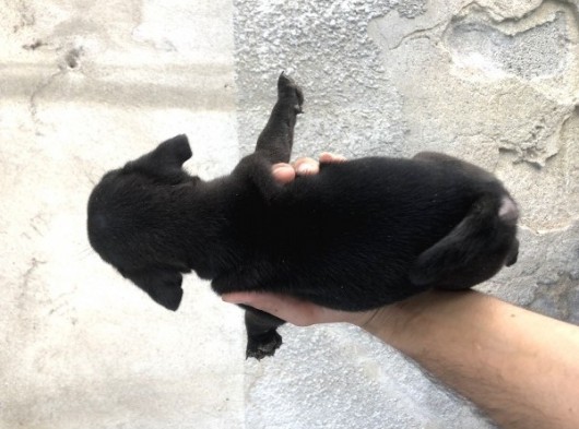 Pug Mops Di̇şi̇ Si̇yah Yavrumuz görsel