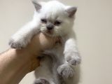 British Shorthair Ve Scottish Fold 3 Bluepoint 1 Lilac