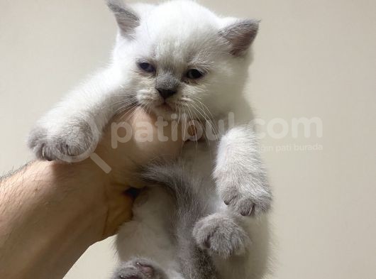 British Shorthair Ve Scottish Fold 3 Bluepoint 1 Lilac görsel
