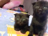 Scottish Fold Ve Strayt