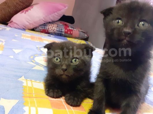 Scottish Fold Ve Strayt görsel