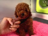 Red Brown Toy Poodle