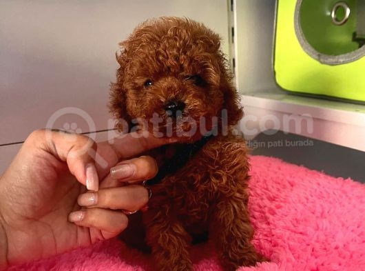 Red Brown Toy Poodle