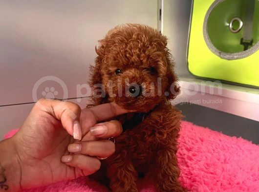 Red Brown Toy Poodle görsel