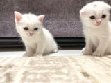 Scottish Fold Scottish Straight Kardeşler