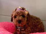 Safkan Toy Poodle Yavrular