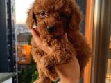 Ev Ortamında Poodle Yavrular