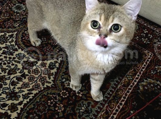 Kısırlaştırılmamış Erkek British Golden görsel