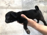 Pug Mops Di̇şi̇ Si̇yah Yavrumuz