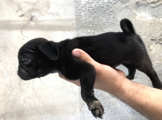 Pug Mops Di̇şi̇ Si̇yah Yavrumuz görsel