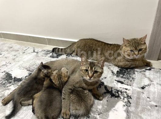 2 Aylık Black Golden Britishshorthair Yavrular görsel