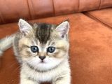 2 Aylık Black Golden Britishshorthair Yavrular