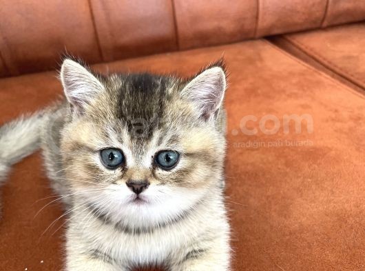 2 Aylık Black Golden Britishshorthair Yavrular görsel