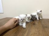 British Shorthair Ve Scottish Fold 3 Bluepoint 1 Lilac
