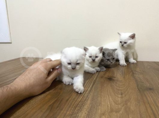 British Shorthair Ve Scottish Fold 3 Bluepoint 1 Lilac görsel