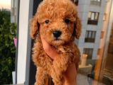 Ev Ortamında Poodle Yavrular