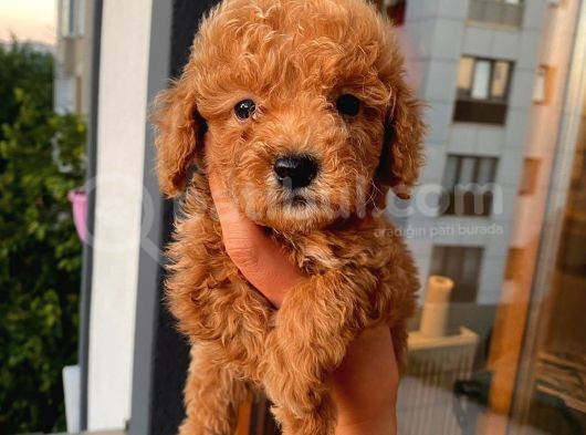 Ev Ortamında Poodle Yavrular görsel