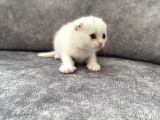 Scottish Fold Scottish Straight Kardeşler