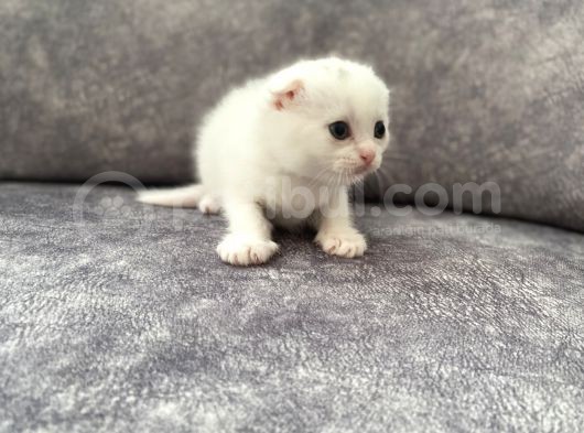 Scottish Fold Scottish Straight Kardeşler görsel