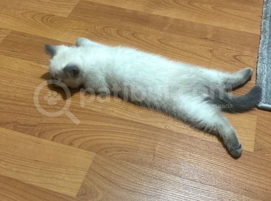 Pamuk Kız Yeni Yuvasını Arıyor görsel