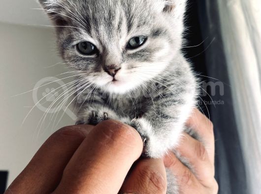 British Shorthair görsel