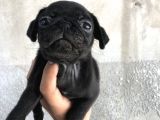 Pug Mops Di̇şi̇ Si̇yah Yavrumuz