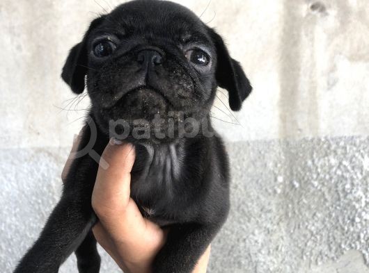 Pug Mops Di̇şi̇ Si̇yah Yavrumuz