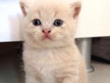 British Shorthair Yavrumuz