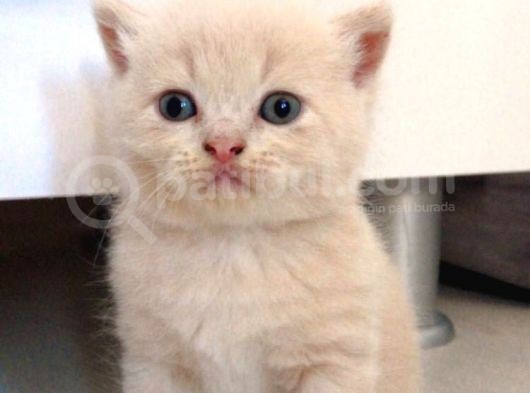 British Shorthair Yavrumuz