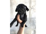 Pug Mops Di̇şi̇ Si̇yah Yavrumuz