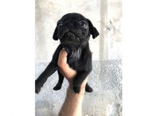 Pug Mops Di̇şi̇ Si̇yah Yavrumuz görsel