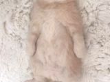 British Shorthair Yavrumuz