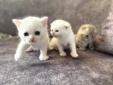 Scottish Fold Scottish Straight Kardeşler