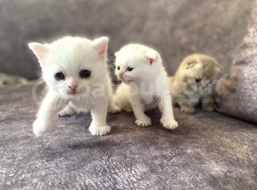 Scottish Fold Scottish Straight Kardeşler görsel