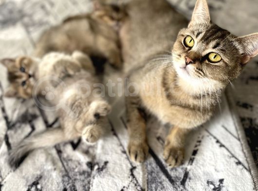 2 Aylık Black Golden Britishshorthair Yavrular görsel