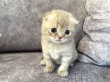 Scottish Fold Scottish Straight Kardeşler