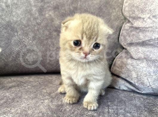 Scottish Fold Scottish Straight Kardeşler