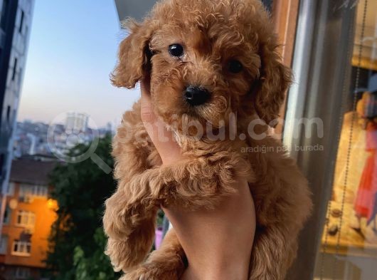 Ev Ortamında Poodle Yavrular görsel