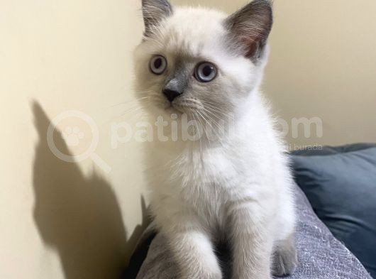 Pamuk Kız Yeni Yuvasını Arıyor