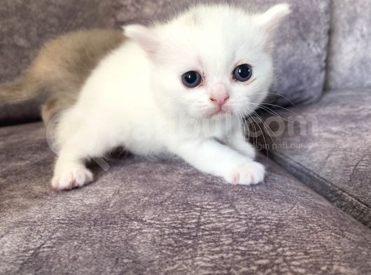Scottish Fold Scottish Straight Kardeşler görsel