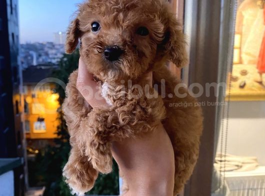 Ev Ortamında Poodle Yavrular görsel