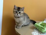 2 Aylık Black Golden Britishshorthair Yavrular