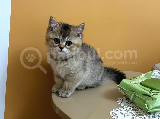 2 Aylık Black Golden Britishshorthair Yavrular