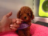 Orjinal Toy Poodle