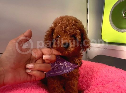 Orjinal Toy Poodle