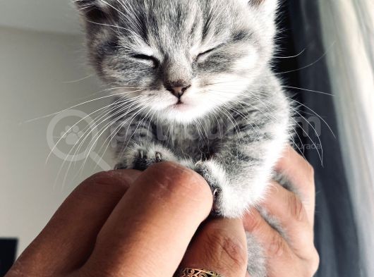British Shorthair görsel