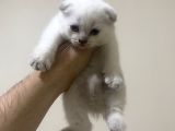British Shorthair Ve Scottish Fold 3 Bluepoint 1 Lilac