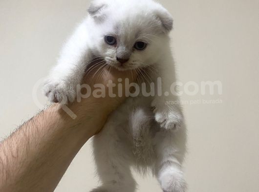 British Shorthair Ve Scottish Fold 3 Bluepoint 1 Lilac görsel