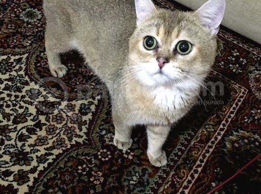 Kısırlaştırılmamış Erkek British Golden görsel