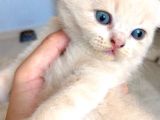 British Shorthair Yavrumuz